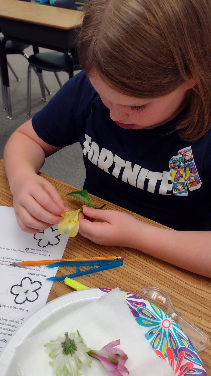 FSA review - flower parts <a href="/SWETornadoes/">StantonWeirsdaleMCPS</a>