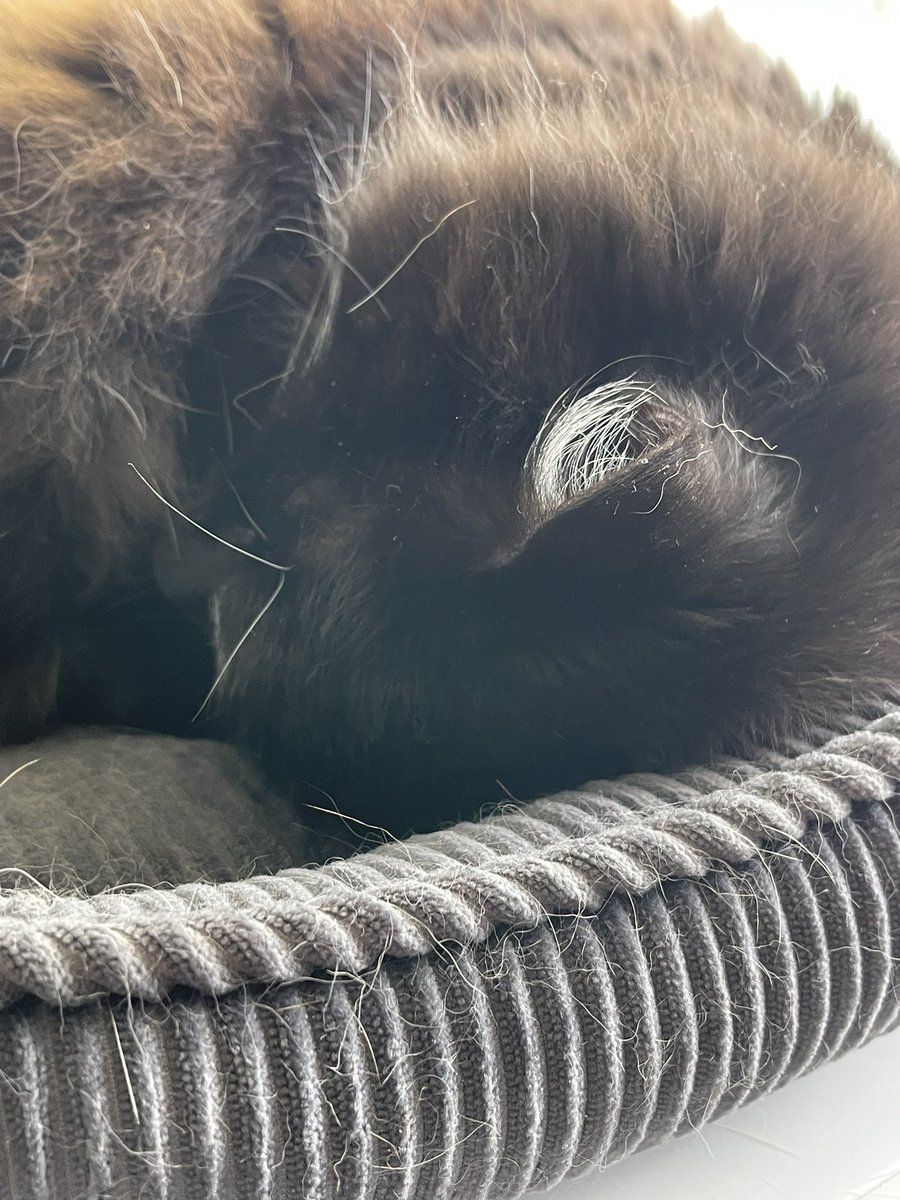 MemoryTuxedo1's tweet photo. Weβve finished #DeckWatch and #Hedgewatch and are having a snooze. #MemoryandDune #CatsOfTwitter #CatsOnTwitter #cats #cute https://t.co/JBSsBnkrVP