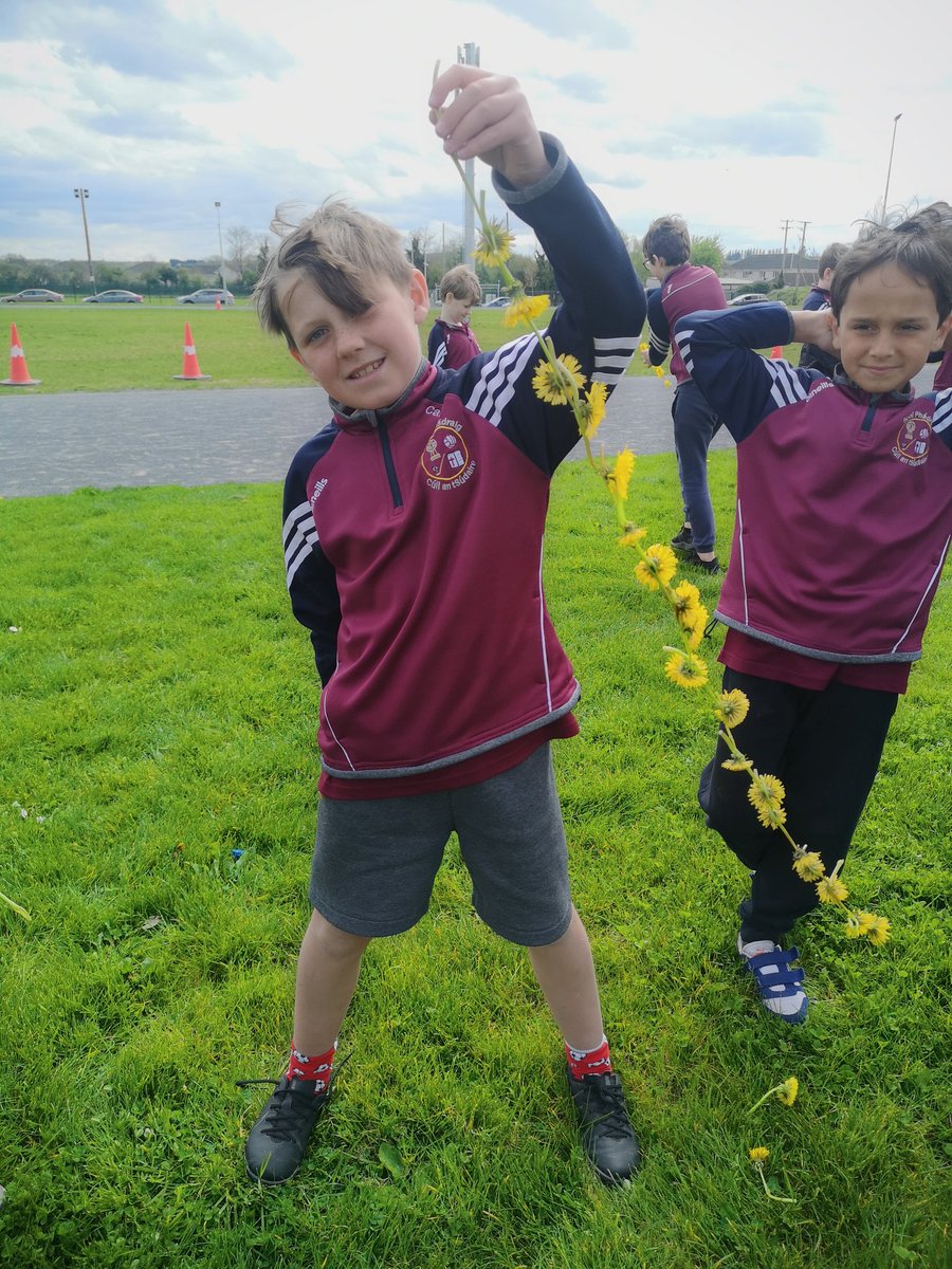 scoil_an's tweet photo. Dandelion Maths!
3rd class took advantage of the dandelions in the school garden for their lessons on Lines and Angles and challenged their fine motor skills in the process too! 
#outdoorlearning #outdoorlearningireland https://t.co/yBBZJrCIK2