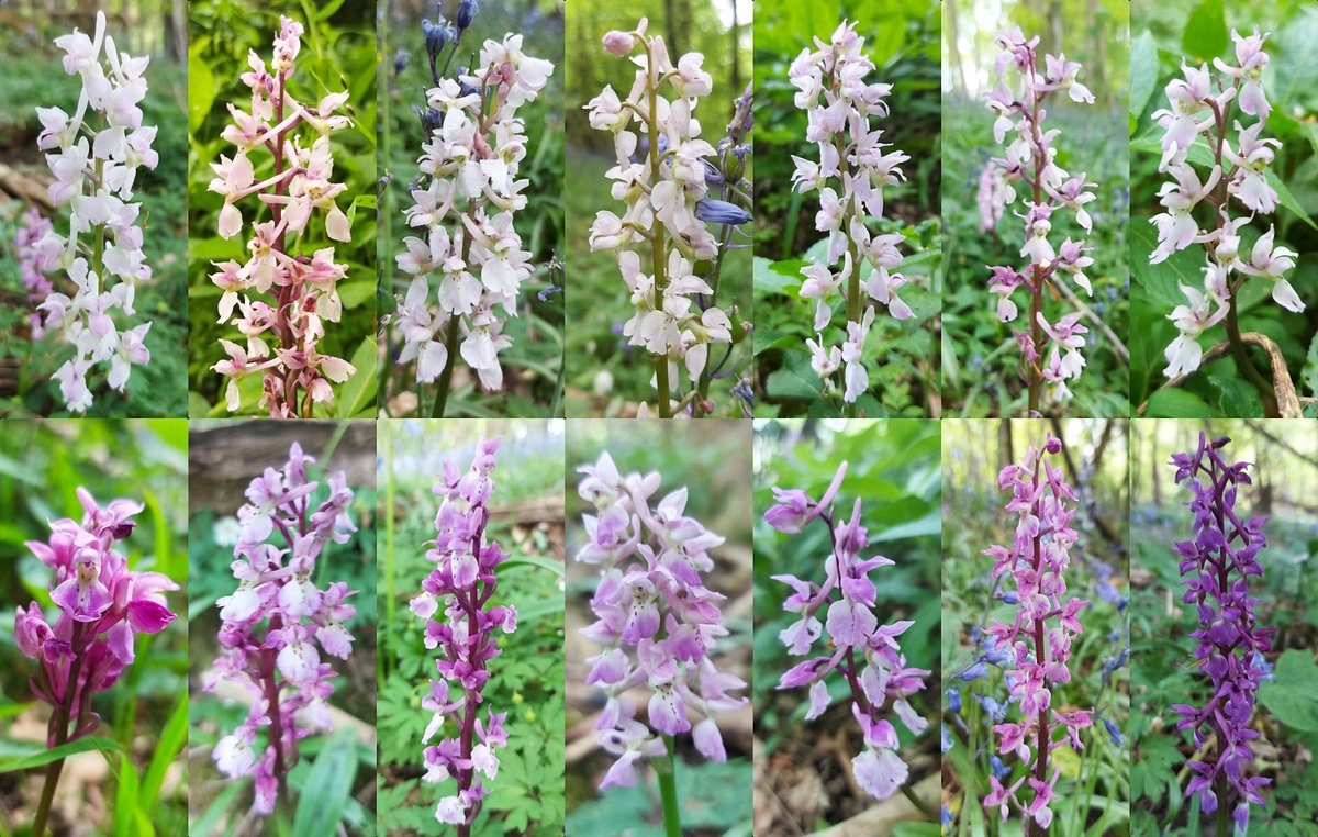Early purple orchids, purple is variable.