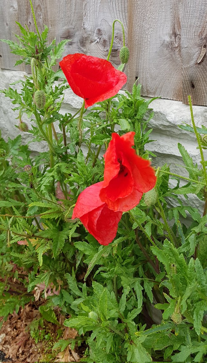 BBullrushes's tweet photo. The blackbirds were singing and the poppies in bloom as we #litterpicked this evening. Only managed to fill half a bag and retrieve the remains of a football. #MayThe4thBeWithYou #WalkThisMay #BoultonMoor #pickthepath @KeepBritainTidy #wildflowerhour https://t.co/XfT7skHiPX