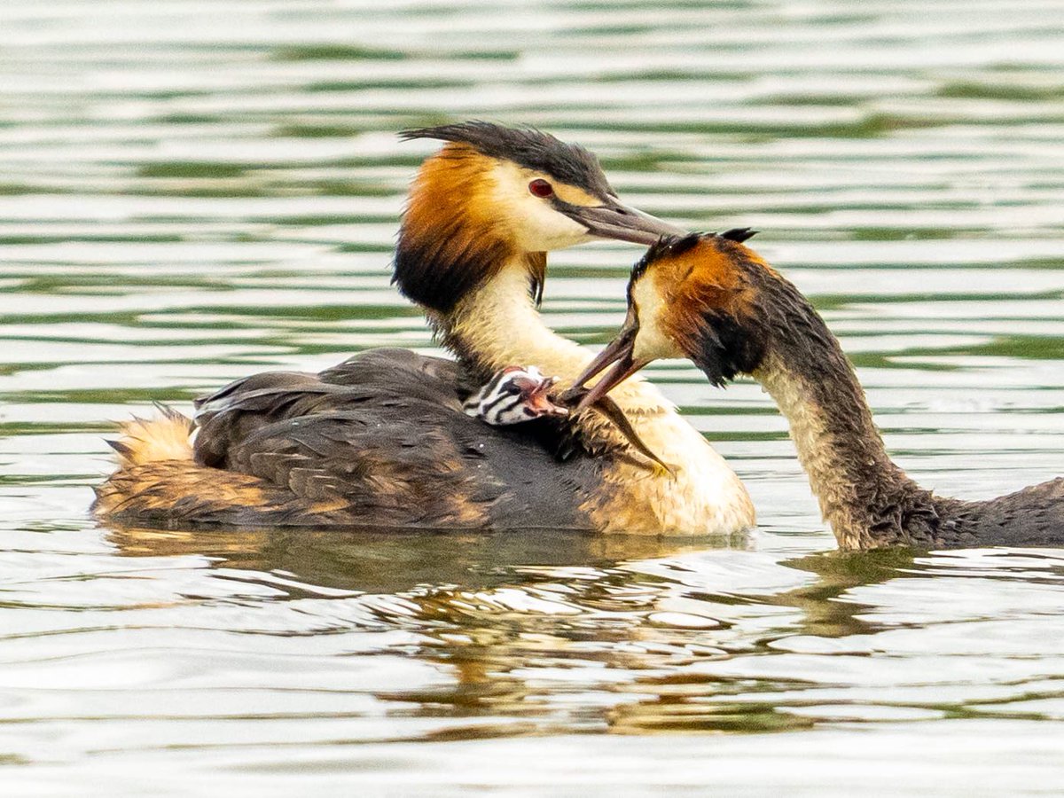 PaulWesson2's tweet photo. @Mailonlinepics taken @RutlandWaterNR Great Crested Grebe chick being fed by one parent whilst having a ride on the back of the other parent! Copyright Paul Wesson Photography. https://t.co/zCjXTorcZO