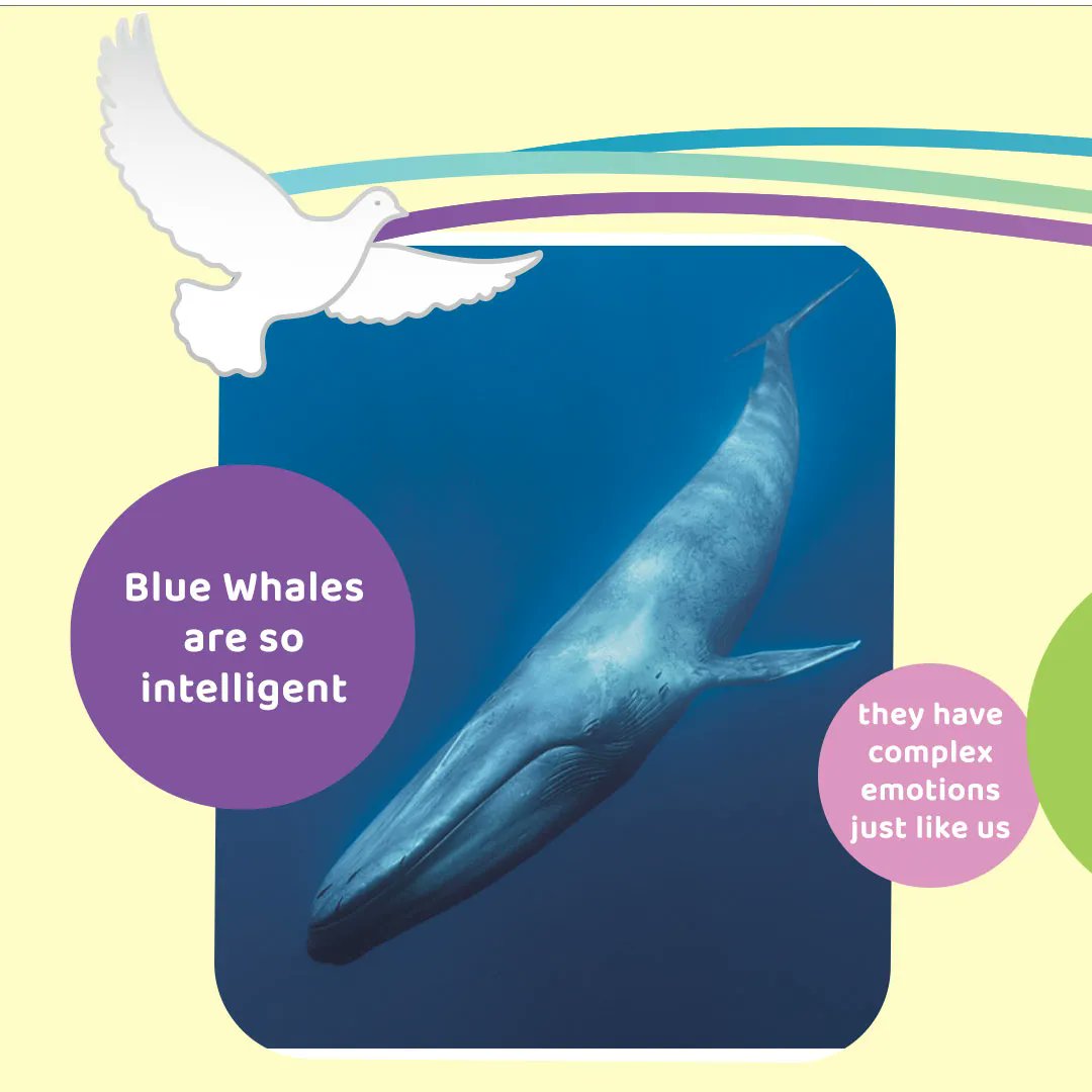 humanitarianop's tweet photo. HOPE is on a mission to bring #endangered Blue Whales back from the brink of extinction. Visit us at https://t.co/mlaj3eXDsp and find out how we’re supporting the plight of these beautiful mammals with our stand-out #beanies! Join our movement 🐳 🌊💙 
#oceanlife #saveourseas https://t.co/9sRhIlqzey