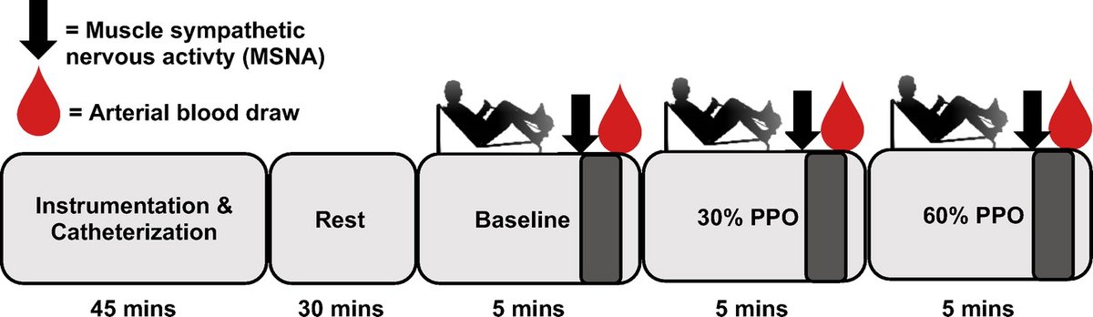 Light exercise elicited similar CV / autonomic responses in Andeans with polycythemia &amp; healthy Andeans. Moderate exercise = blunted reduction in total peripheral resistance not ascribed to exaggerated⬆️in muscle sympathetic nerve activity ow.ly/yzxz50IZb5h <a href="/Global___REACH/">Global Research Expedition Altitude Related Health</a>