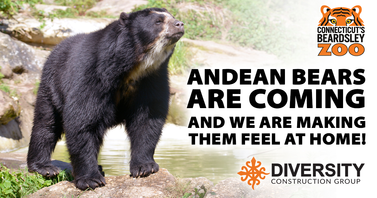 Diversity_CG's tweet photo. @Diversity_CG is proud to be working with @CTBZoo - in its 100th anniversary season - on the exciting new Andean Bear exhibit, set to open this summer in Bridgeport, CT #WednesdayMotivation 
https://t.co/xZ4yLVs21n
@Land8 @phoenixzoo @sandiegozoo @MemphisZoo @phillyzoo @stlzoo https://t.co/TmBGuWzpTq