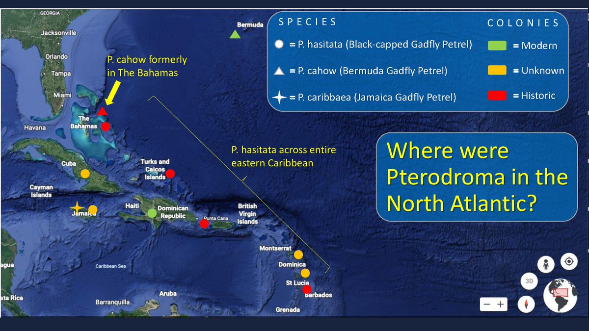 ABCbirds's tweet photo. 2/4 #WSTC8 #ConsSesh Massive reduction in gadfly numbers (>95%?). 
Cahow formerly occupied The Bahamas. 
Black-capped Petrel colonies were throughout eastern Caribbean.  
History of the Jamaica Gadfly has been lost. 
https://t.co/iyPXpB3wnG https://t.co/f9RKtbUcSu