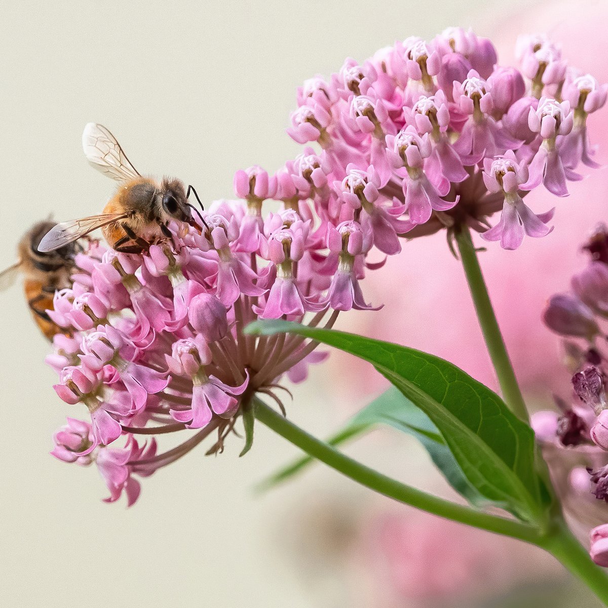 "To see a world in a grain of sand and a heaven in a wildflower." -W. Blake 
 
#Milkweed is  the key to the survival of the endangered #monarchbutterfly, and a critical pollinator-attractor we commonly seed to restore habitats.

#NationalWildflowerWeek #savethebees #pollinators