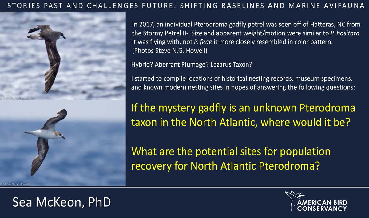 ABCbirds's tweet photo. 1/4 #WSTC8 #ConsSesh In 2017 there was a mystery gadfly observed in Hatteras NC. 
If there is an unknown Pterodroma taxon in the North Atlantic, where would it be? 
Where should recovery populations for North Atlantic Pterodroma be located? https://t.co/Gt2G3JESSq