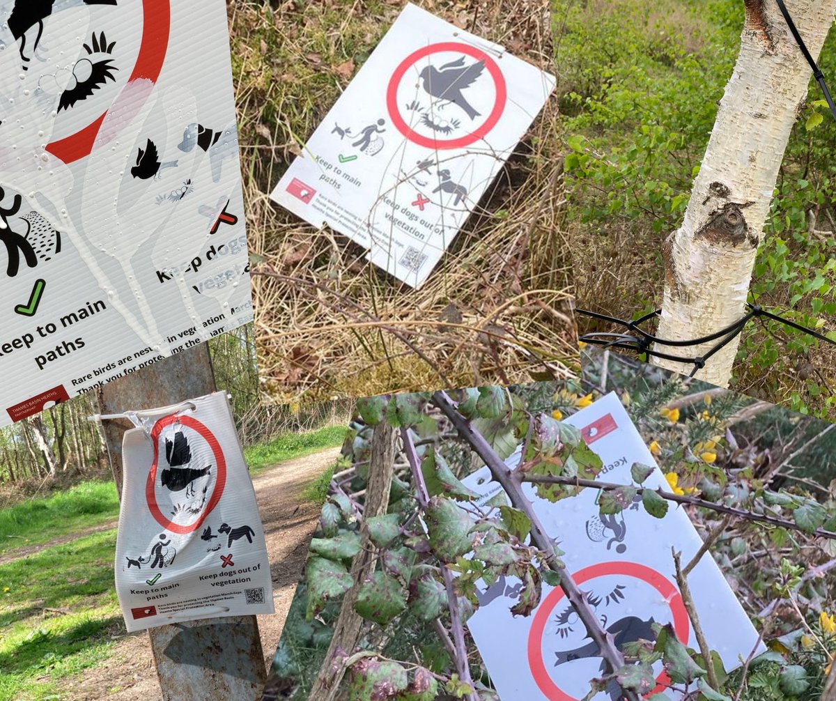 We need your thoughts and intel! Why do so many of our signs get torn down, damaged or defaced? We’re working hard to protect the heaths for everyone, so we’re not sure why a few people take exception to that 😮

#ThamesBasinHeaths #MoreThanJustNightjars #PawsOnPathsPlease