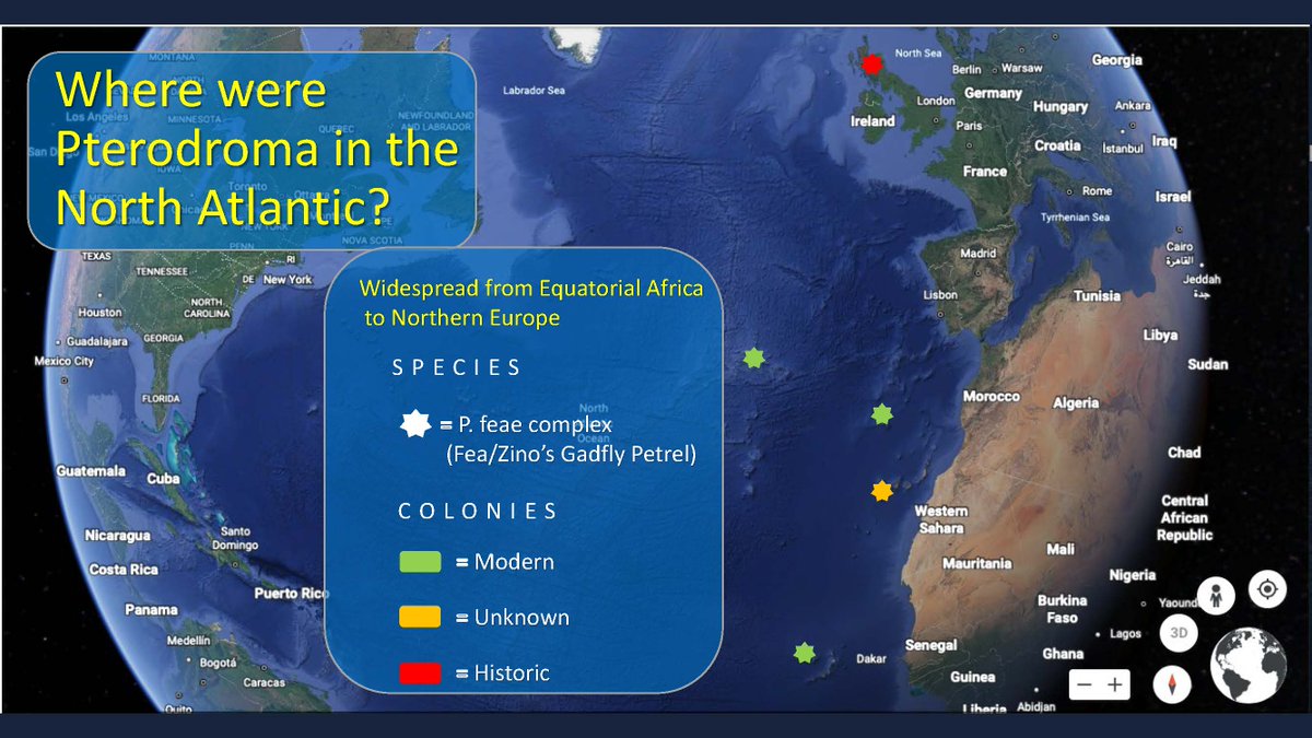 ABCbirds's tweet photo. 3/4 #WSTC8 #ConsSesh Fea’s complex Gadflies formerly lived throughout the island-rich North East Atlantic. https://t.co/KTe9WeYPSg