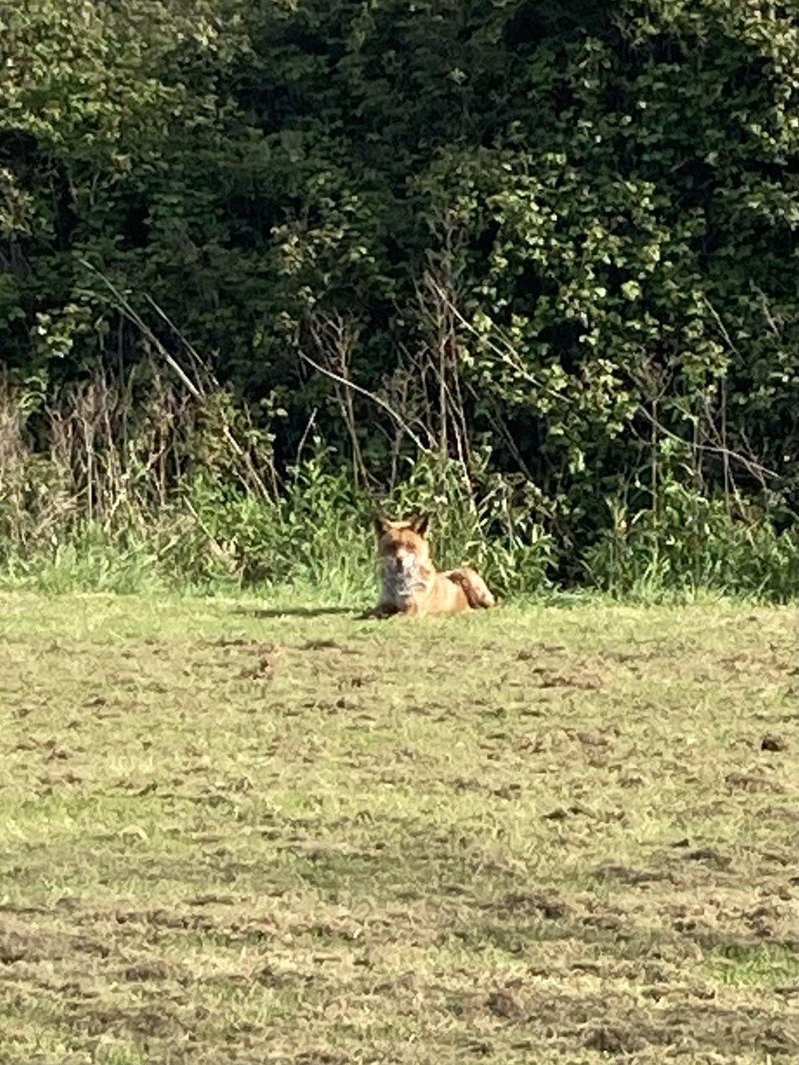 MarinaTurner's tweet photo. @ChrisGPackham Whilst dog walking today I spotted a fox sunbathing. I’m sure he was actually waiting patiently for the students to move from the field so he could finish any of their leftovers! #FoxOfTheDay https://t.co/JTNBIwkXDA