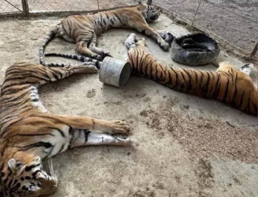 arturooislas's tweet photo. Ya pasaron más de 2 meses de la muerte de 3 tigres de Bengala (peligro de extinción) abandonados por la @PROFEPA_Mx los cuales murieron de inanición, decomiso fiscalía de guerrero y la Profepa nunca los recogió, no se ha sancionado a nadie, no ha pasado nada. https://t.co/BlX7Q5OvS7