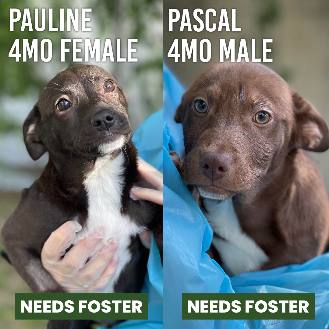 Animal Defense League of Texas tweet media