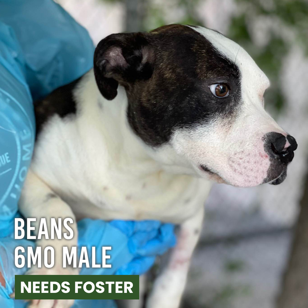 Animal Defense League of Texas tweet media