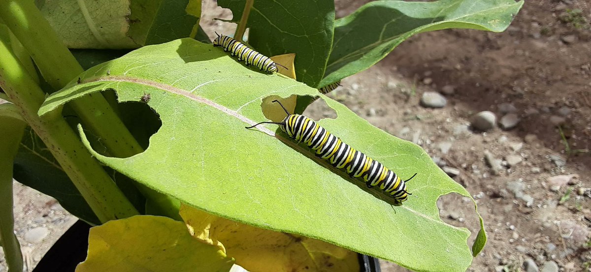 Molecular Ecology (@molecology) on Twitter photo Since plants are often attacked by multiple enemies that feed on different tissues... then which one is best adapted: The host plant or the community of insects?
Check it out!
<a href="/XGoldar/">Xosé López-Goldar</a>
<a href="/anuragasclepias/">Anurag Agrawal</a>
<a href="/AmyPHastings/">Amy Hastings</a>
<a href="/tobiaszuest/">Tobias Zuest</a>
Link -> buff.ly/3ktniOr Since plants are often attacked by multiple enemies that feed on different tissues... then which one is best adapted: The host plant or the community of insects?
Check it out!
<a href="/XGoldar/">Xosé López-Goldar</a>
<a href="/anuragasclepias/">Anurag Agrawal</a>
<a href="/AmyPHastings/">Amy Hastings</a>
<a href="/tobiaszuest/">Tobias Zuest</a>
Link -> buff.ly/3ktniOr