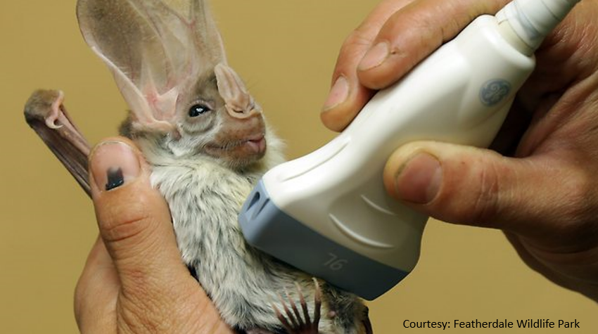 NephroPOCUS tweet media