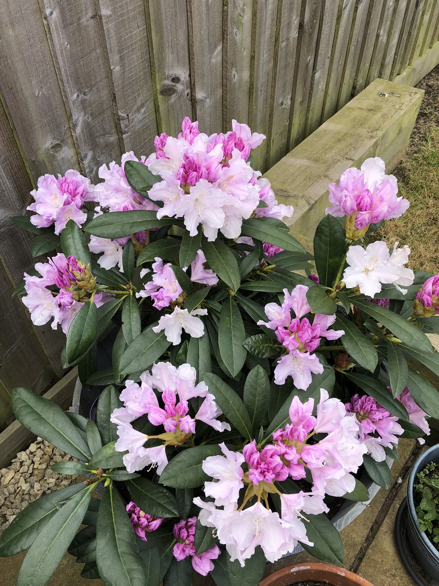 yphypnotherapy's tweet photo. Loving that it is Rhododendron season how beautiful is this ๐คฉ
Sharing some beautiful colour to cheer your day.
#flowersphotography #calmingeffect https://t.co/f79iqX8k7M