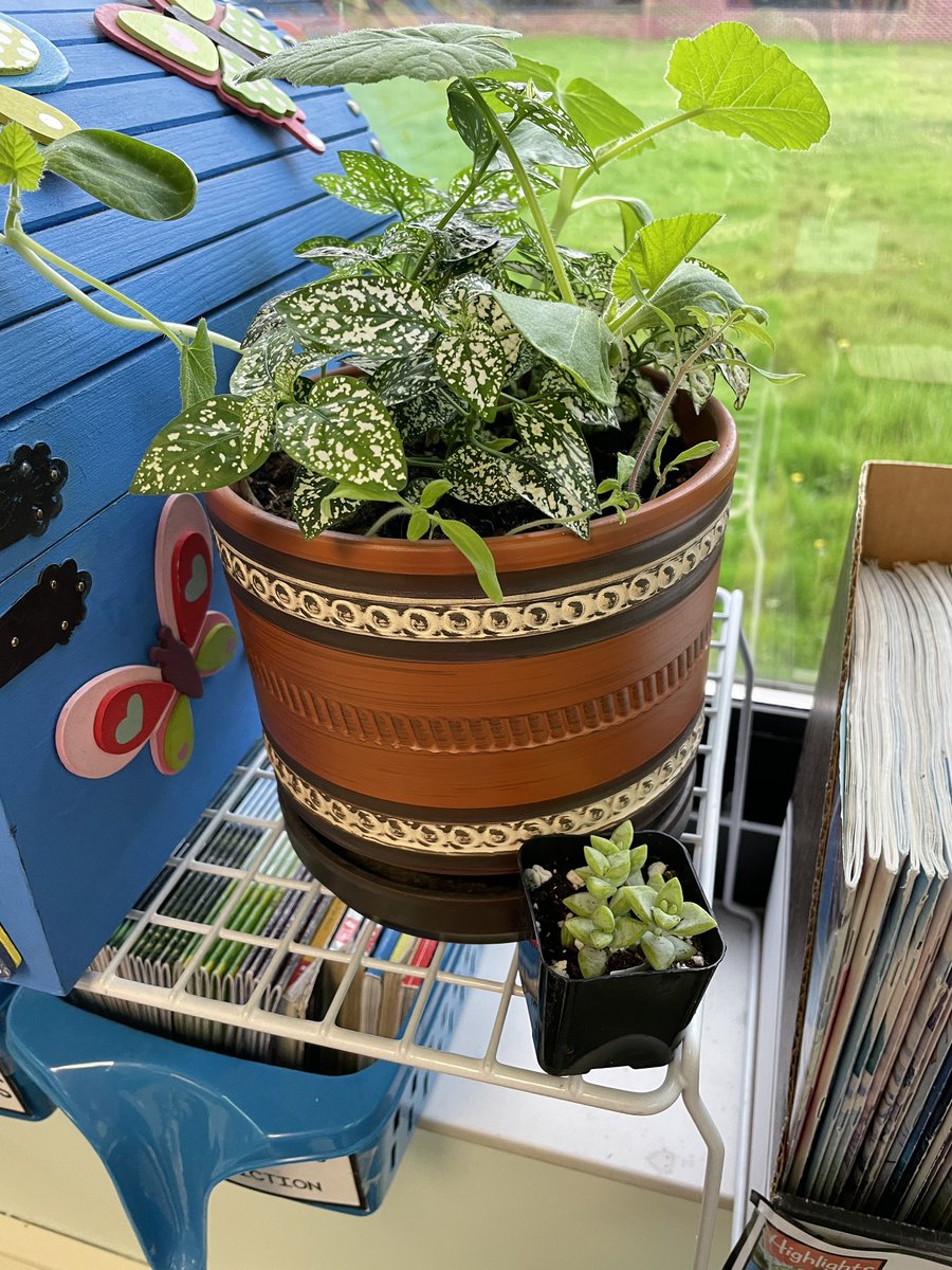 Thanks to <a href="/MaplemerePTA/">Maplemere PTA</a> (the best PTA around), Morte has a new little friend. Meet Dirt Nap, it’s destined to be a short-lived relationship #blackthumb ☠️