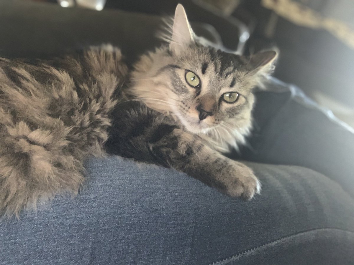 sjmm___'s tweet photo. @Venmo Lily Mae L O V E S her treats ✨💕🥳 https://t.co/amlAGhUqPk