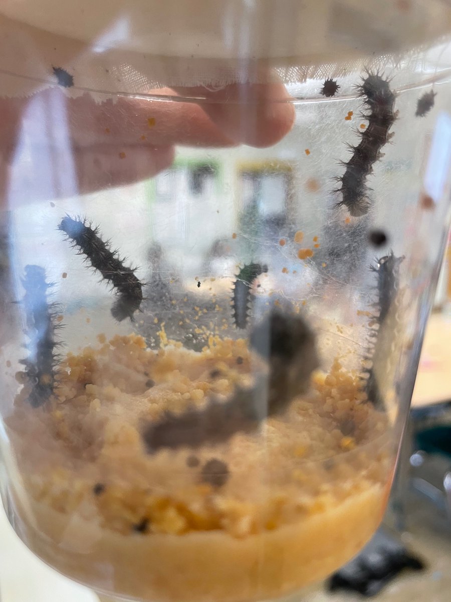 Our Creepy Crawlers are moving about!! #ScienceFun
