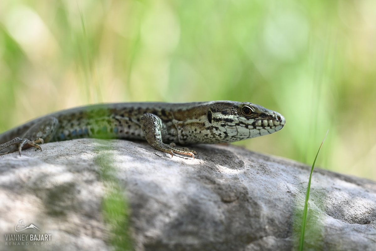 Renard Alpin tweet media