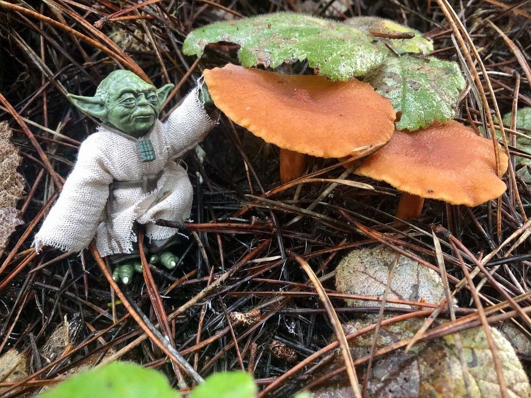 May the force be with you, and godspeed foragers! #WildFoodLove #StarWarsDay <a href="/Lindanoche/">Linda Noche</a>