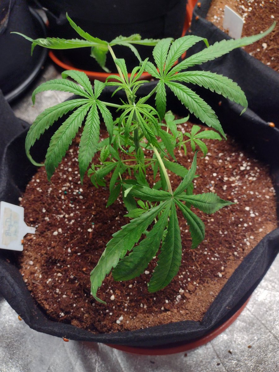 DjVisionaire's tweet photo. Garden Update: Figured out I got #Alphids, Noticed Leaf Damage &amp; wilt, Yesterday sprayed Soapy water &amp; vinegar, Released 🐞 hopefully will take care of them, My 🟡 @irvineseedco seems Resilient to them🙏
💡: @MarsHydroLight #Tsw2000
#growyourown #cannabisgrower  #pestcontrol https://t.co/g9yr5ynqTo