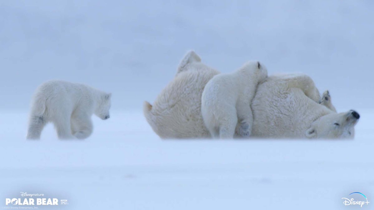 Disneynature tweet picture