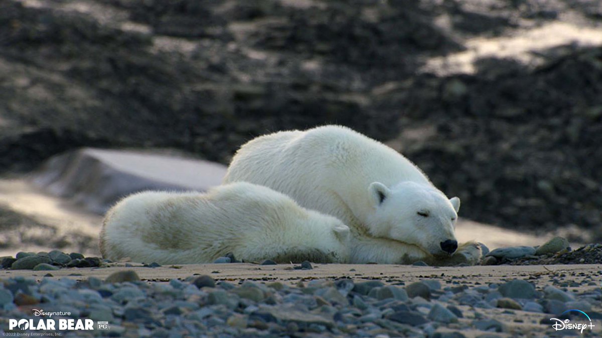This mother's day, the snuggle is real!
 
Disneynature’s Polar Bear is now streaming on <a href="/DisneyPlus/">Disney+</a>.