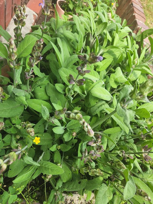 Look at my sage 😍 https://t.co/4xicqgty3E