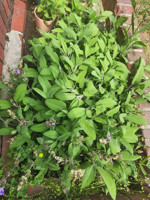 Look at my sage 😍 https://t.co/4xicqgty3E