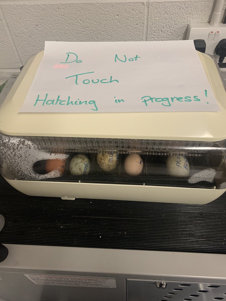 MissKBrady's tweet photo. The race is on for who’s egg will hatch first! Will any decide to give us a chick?? @Livvi_Fay #therapyfarm #Y9a #raceison #whatcamefirst? https://t.co/1u1fYwV3tk