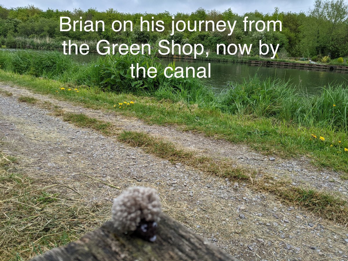 Wild Hogs Hedgehogs Rescue tweet media