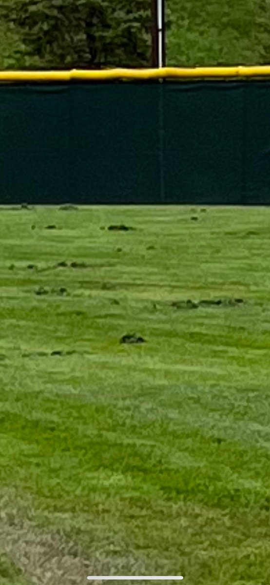 TravisGoebel's tweet photo. @ScottFadness We have a neighboring travel organization coming over to Billericay tonight for a game. Not sure this is the way we want our fields to look. https://t.co/n2WSZQ81BJ
