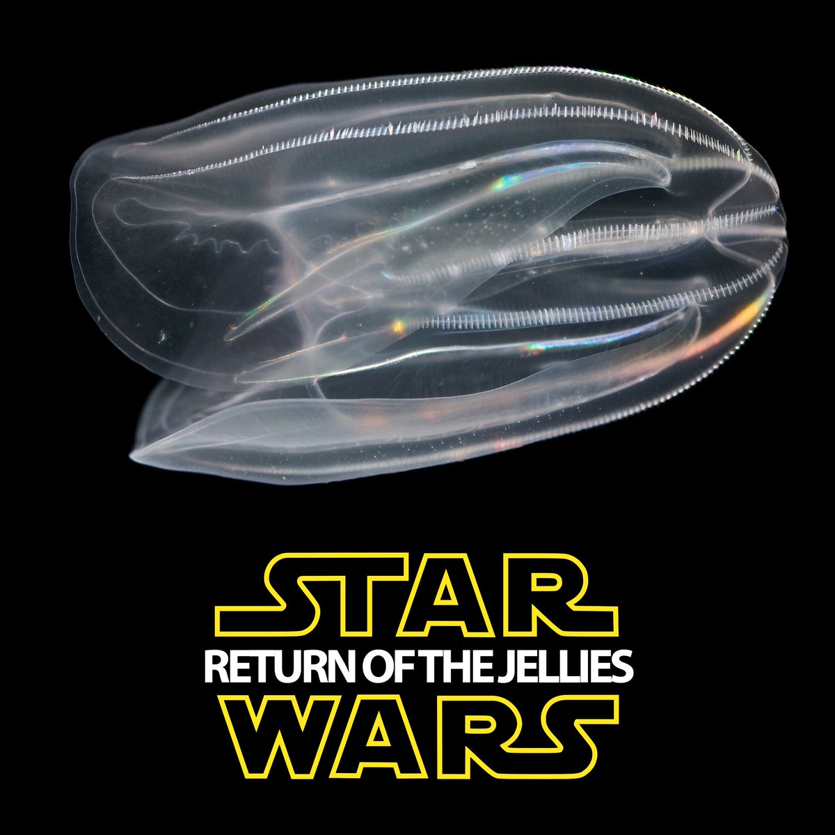 MBLScience's tweet photo. #MayThe4thBeWithYou MBL Edition https://t.co/rlOhk714SQ