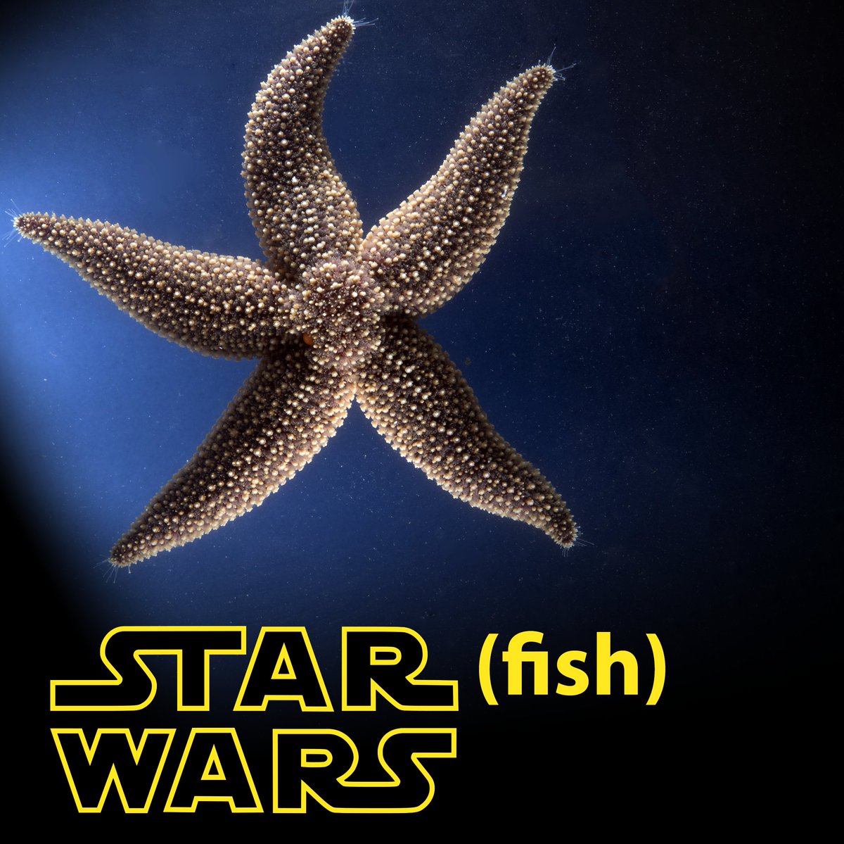 MBLScience's tweet photo. #MayThe4thBeWithYou MBL Edition https://t.co/rlOhk714SQ