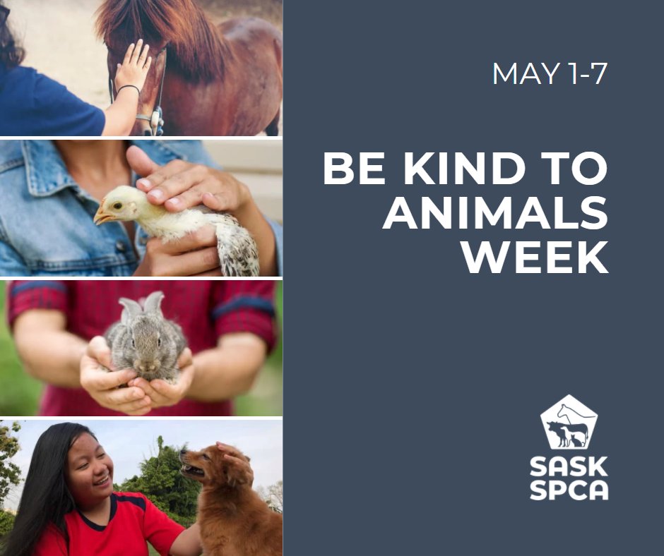 SaskSPCA's tweet photo. Be Kind to Animals Week encourages people to build a better world for animals.
How can you celebrate?
✔️ Adopt an animal from a local shelter/rescue
✔️ Ensure your pet receives proper care
✔️ Help protect wildlife
✔️ Report animal cruelty
#bekind #SaskPets #SaskSPCA https://t.co/jnxWlhVcZD