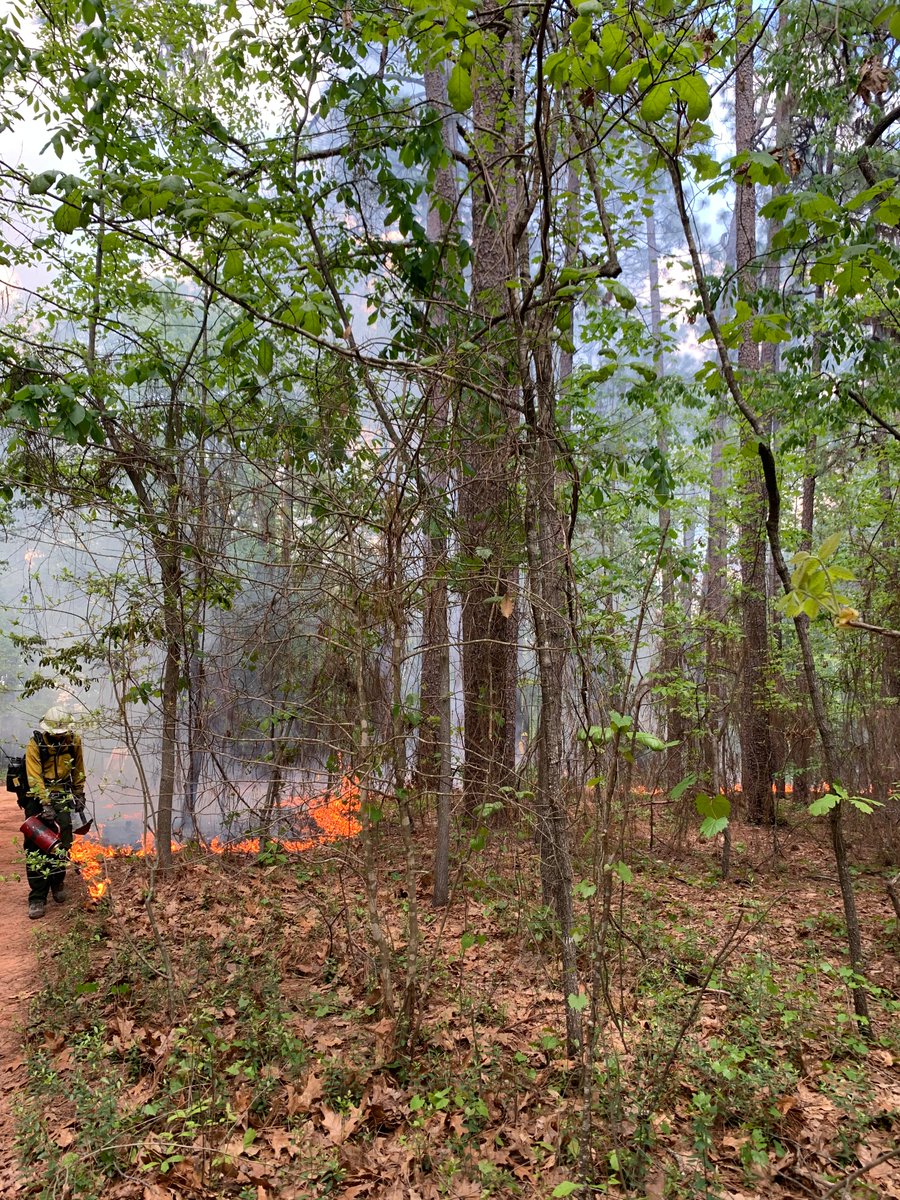 SE_RxFire's tweet photo. "Smoke production is simply unavoidable with prescribed burning, but the potential for harm can be reduced with the use of smoke-management techniques."
A new article on #RxBurning & smoke mgmt in Florida just in time for #AQAW2022: https://t.co/DWCOpMZ1it https://t.co/OVdFTD3ifR