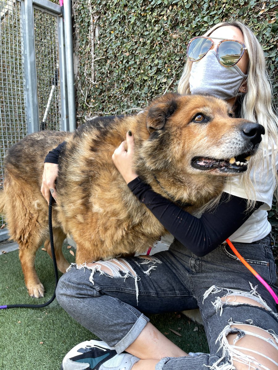  A big, wooly German Shepherd dog leans into a hug from a white woman with long blonde hair. The dog is very furry and has a dignified, white muzzle. 
