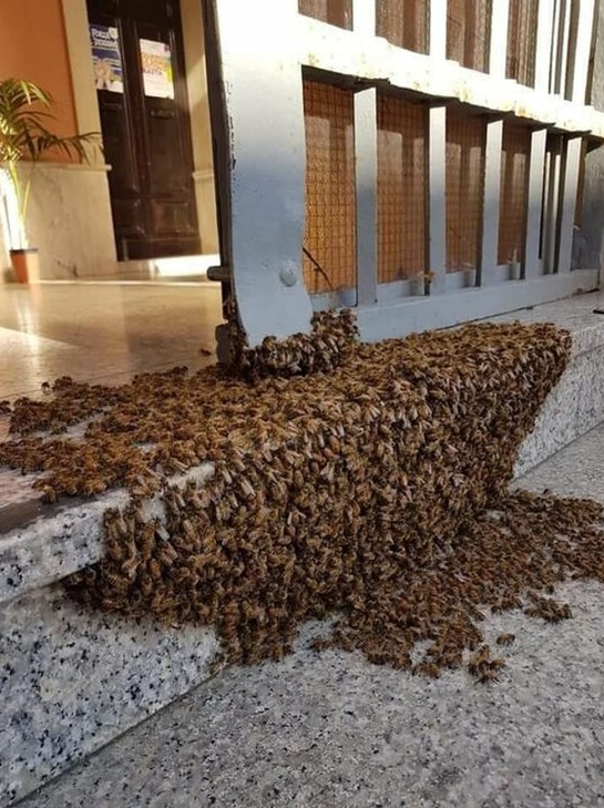 Proszę o RT🙏

Kiedy zobaczycie coś takiego, nie panikujcie, nie wykonujcie gwałtownych ruchów, a przede wszystkim nie zabijajcie.
Pszczoły podróżujące, zatrzymują się na 24 godziny. 
Jeśli chcecie pomóc, połóżcie jabłko zalane wodą. Napoją się, nabiorą siły i odlecą.🐝