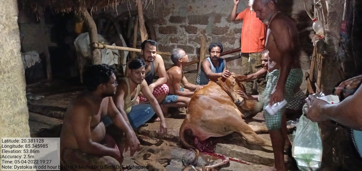 SanjayRaza's tweet photo. Veterinary Service at farmer's doorstep even in night hours. Relieve of Bovine Dystokia by Dr @niharmamman, Dr @SanjayRaza , Dr Ganesh Sethi and staffs. @OVeterinarians @dahvsodisha @farddept https://t.co/LDrEDGRoPZ