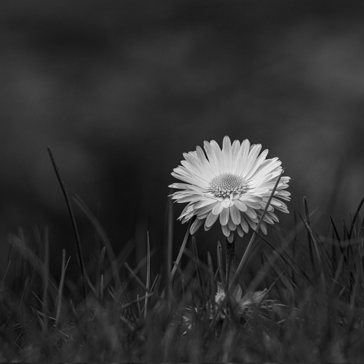 slava_haidei's tweet photo. #bnw #photography #photographer #Flowers #nature #flower https://t.co/zLPpPDU5y0