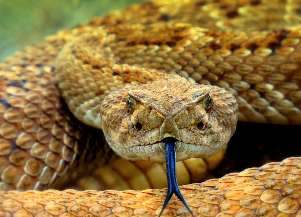 pintofscienceBE's tweet photo. Can venomous snails cure disease? Next week Dr Ana Freitas will try to convince us that venoms are the answer to all our medical problems.
🎟️https://t.co/giumMLUVKX
📅10/05 - 7:00pm
📍 Belgaleiro (Goudsbloemstraat 50, Leuven)
#Pintofscience #leuven #stadLeuven https://t.co/JjZYbkGlFj
