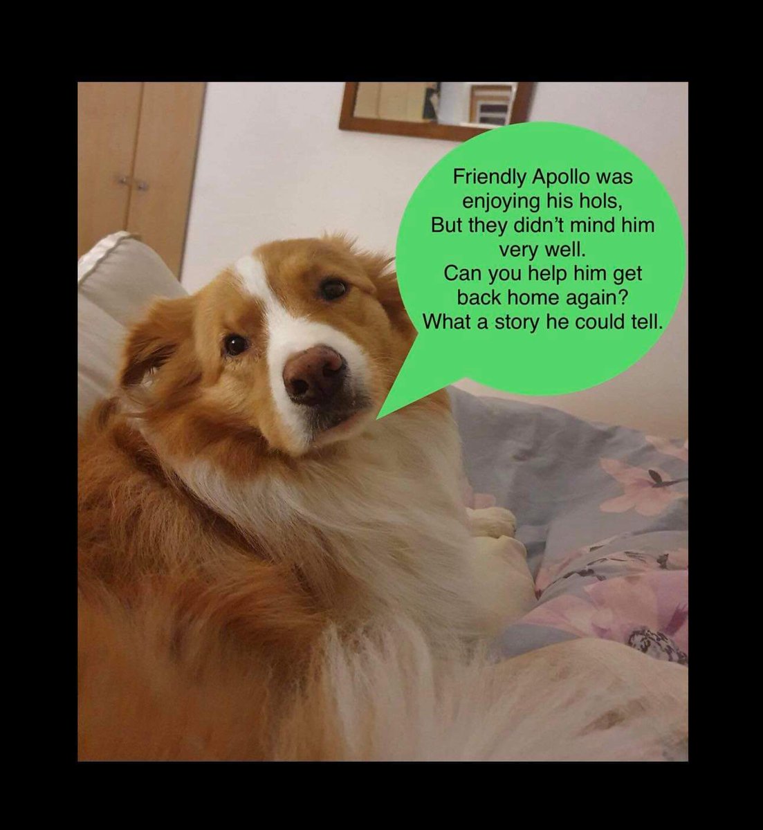 CaranRossi's tweet photo. Twitter hour for Apollo from 7pm to 8pm! Please, rt with the #findApollo. I need my boy back home, it's almost 5 months now. https://t.co/qucfk6mIcM