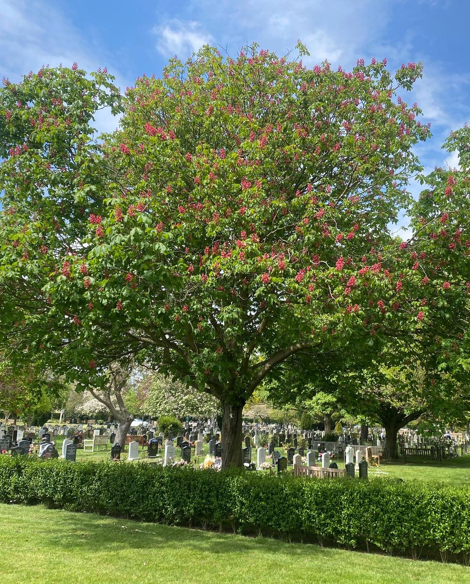 HughesPhotog's tweet photo. Blooming marvellous. Always the week of your birthday. #dadstree Happy heavenly birthday ❤️ https://t.co/79VPi5Ly7G
