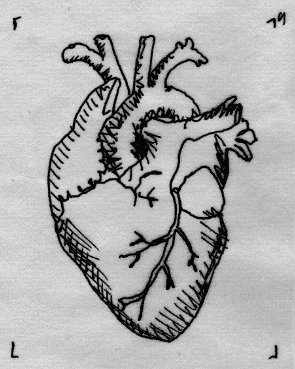 Рисунок сердца человека легкий