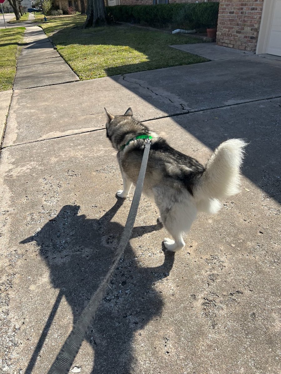 MadalynSklar's tweet photo. Itโs time to show off #TheDogsOfTwitterSmarter! Take a quick pic of your pooch and share it here on the #TwitterSmarter chat. ๐ถ
This is Lucy. She's my 3-legged Siberian Husky.
Have a cat? Let's see! Use this hashtag: #TheCatsOfTwitterSmarter ๐ฑ https://t.co/sdIGEZuYGh