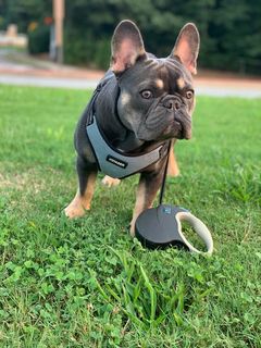 onlypaws_com's tweet photo. officialonlypaws
When my human says I have to keep walking instead of being carried like the royalty I am 👑👑👑

Paw Parent 🐕 @royal_frenchie_atl

#onlypaws #officialonlypaws #dogs #dogsofinstagram #dogsofinsta #frenchbulldog #frenchbulldogs #frenchbulldogsofinstagram #frenchie https://t.co/h8qcztbMRZ