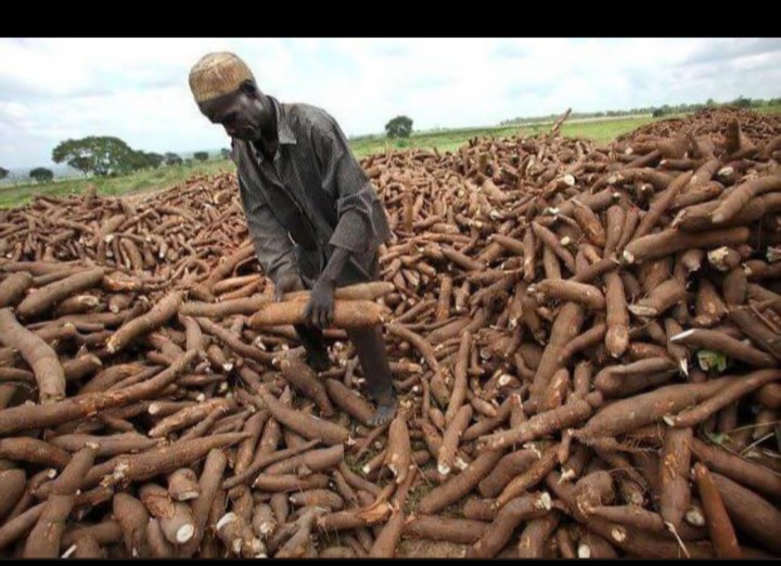 HotNrm's tweet photo. We want investors to transform our cassava into a cash crop.
some to replace bread and the rest to be exported for financial support https://t.co/SSGITEoWUn
