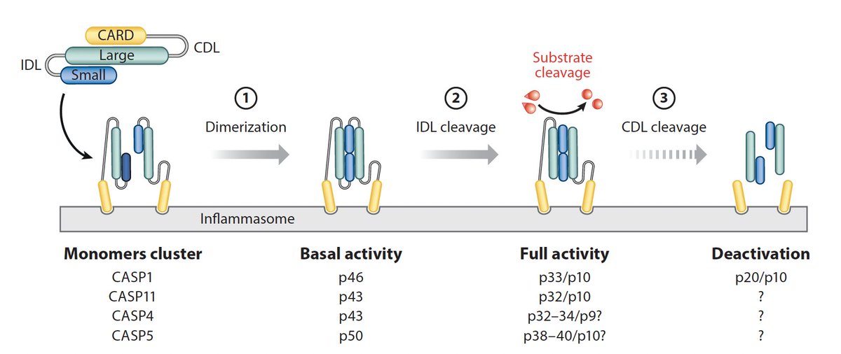 inflammasomelab's tweet photo. 1. We explain the mechanisms that govern the activity of #inflammatory ##caspases, &amp; propose a unifying model for caspase activation within inflammasomes in @AnnualReviews Immunology
https://t.co/FMVbKI6CIk https://t.co/mR0WMNv0yH